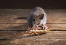 又一“老鼠仓”亏损案，基金经理趋同交易亏掉3312万又被罚60万-程序员中文网