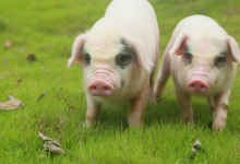 二师兄“颓势” 收储挽危局，生猪行业冰火两重天-程序员中文网