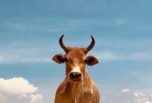 周一,央行证监会超重磅!十大券商:真正的牛市还未开始-程序员中文网