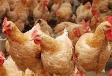 从亏损到单鸡盈利3-4元,黄羽鸡行情热起来了-程序员中文网