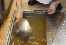 预制菜争议未决,西贝又被曝用“漏勺”清理下水道,客服:正调查此事-程序员中文网