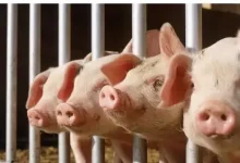 “金九银十”猪价反创年内新低,产能去化迫在眉睫-程序员中文网